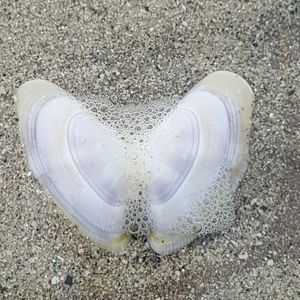 Meet your Posher, Lesley ann